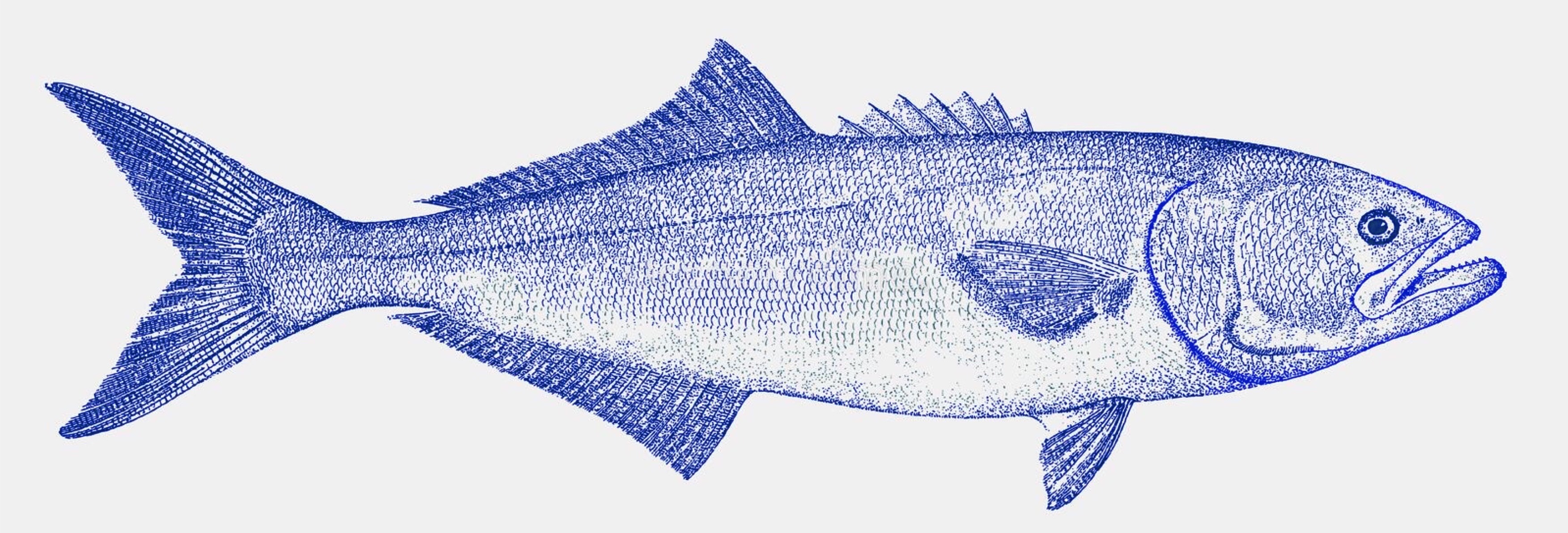 illustration of a blue fish